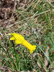 Narcissus cyclamineus