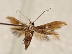 Trachydora chrysodoxa