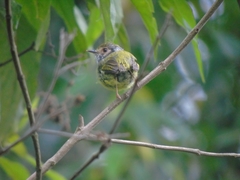 Myiornis auricularis