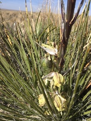 Yucca baileyi