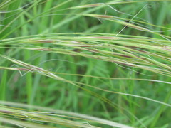 Stipa borysthenica