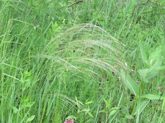 Stipa borysthenica