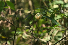 Edgeworthia gardneri