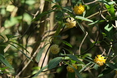 Edgeworthia gardneri