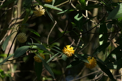 Edgeworthia gardneri