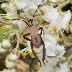 Prionolomia
