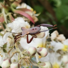 Prionolomia