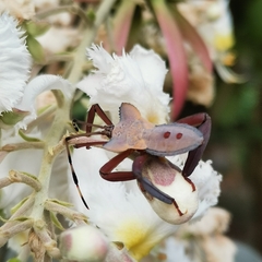 Prionolomia