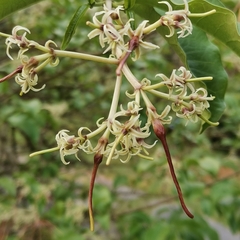Strophanthus wallichii
