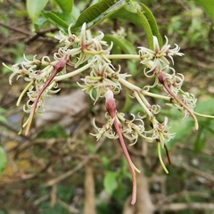Strophanthus wallichii