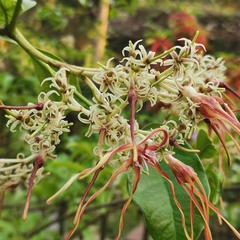Strophanthus wallichii