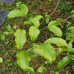 Strophanthus wallichii