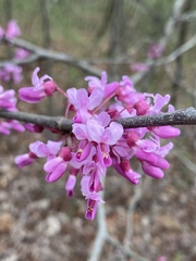 Cercis canadensis canadensis