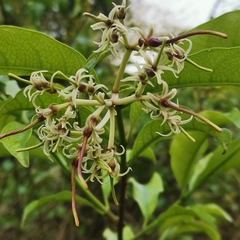 Strophanthus wallichii