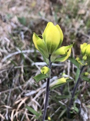 Castilleja kraliana