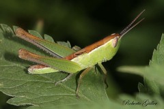 Staurorhectus longicornis