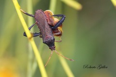 Dersagrena subfoveolata