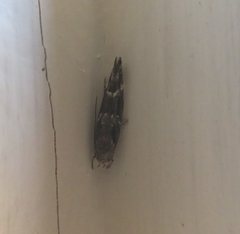 Mompha sturnipennella