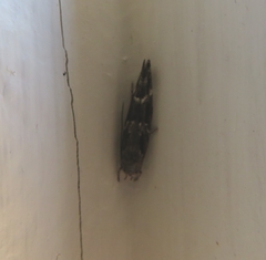 Mompha sturnipennella