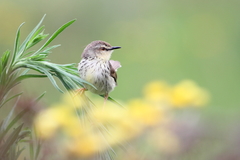 Prinia hypoxantha