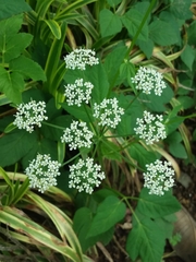 Aegopodium