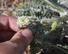 Chaenactis santolinoides