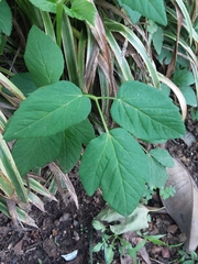 Aegopodium