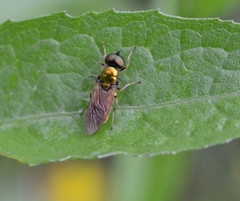 Chloromyia