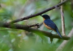 Cyornis rufigastra