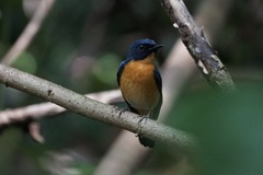 Cyornis rufigastra