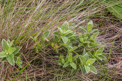 Eriosemopsis subanisophylla