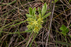 Eriosemopsis subanisophylla