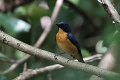 Cyornis rufigastra