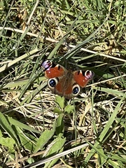 Aglais io