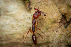 Odontomachus rixosus