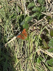 Polygonia c-album