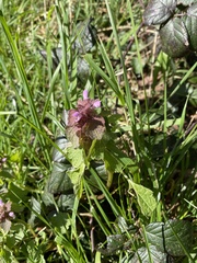 Lamium purpureum