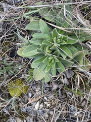 Lithospermum decipiens