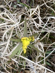 Castilleja kraliana