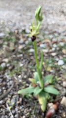 Ophrys sphegodes