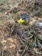 Castilleja kraliana