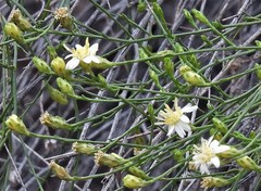 Gutierrezia gilliesii