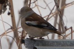 Coccothraustes coccothraustes