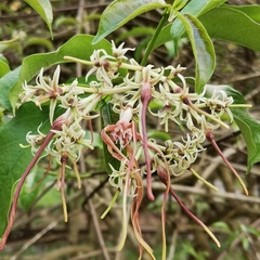 Strophanthus wallichii
