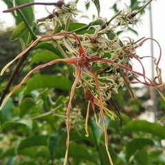 Strophanthus wallichii