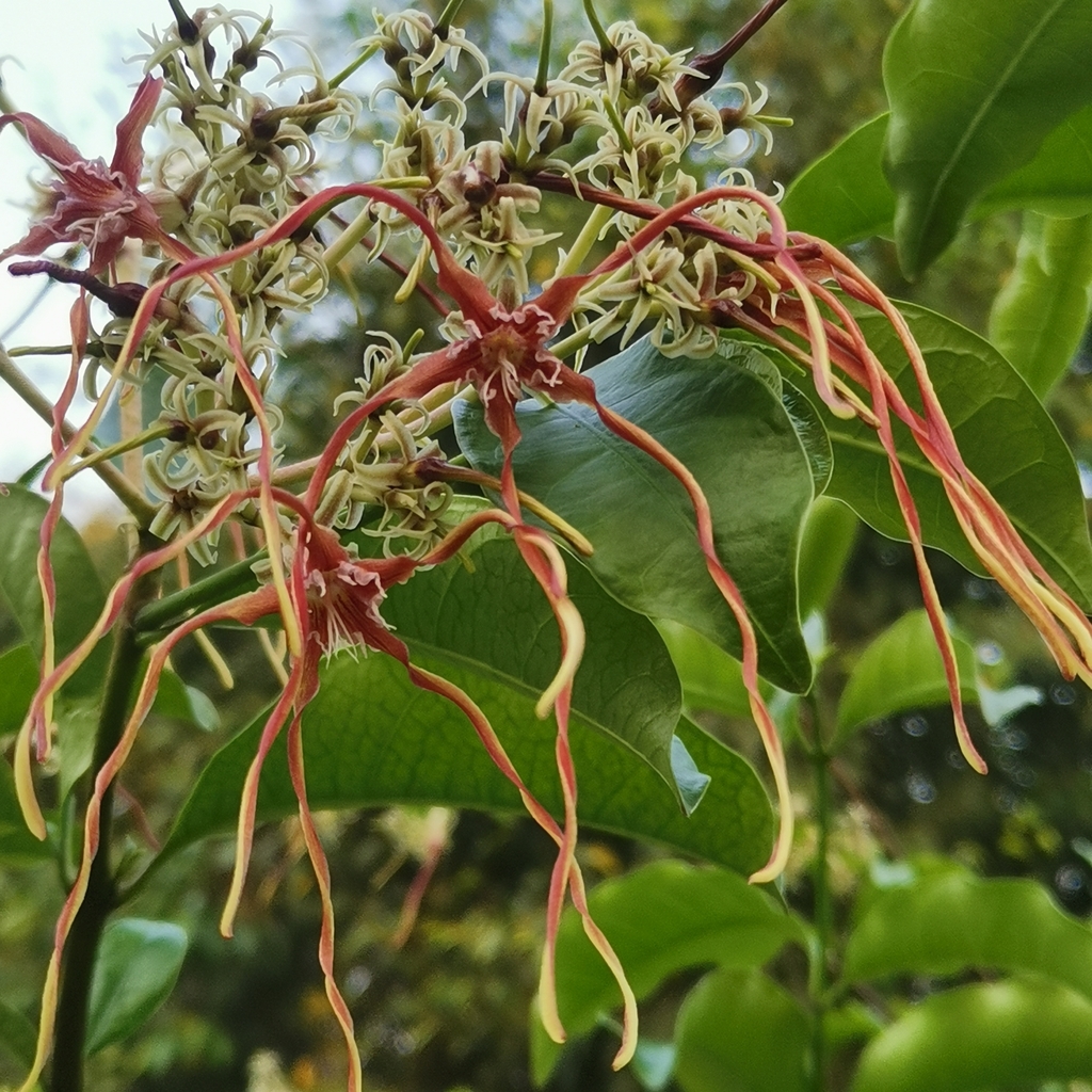Strophanthus wallichii (Strophanthus wallichii)