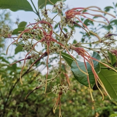 Strophanthus wallichii