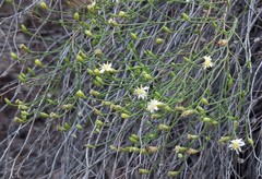 Gutierrezia gilliesii