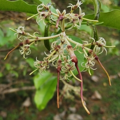 Strophanthus wallichii