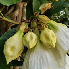 Beaumontia murtonii